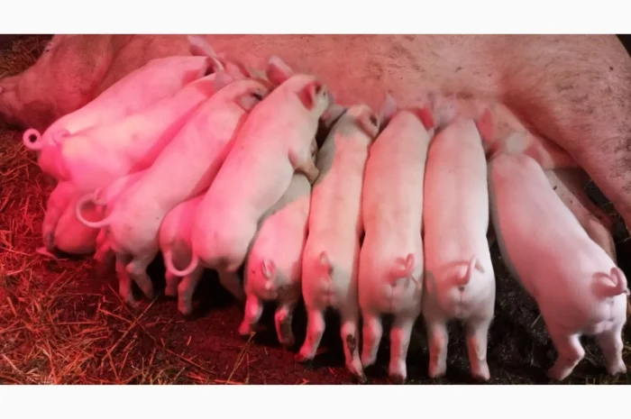 Продам льошки Ф1- фото № 1