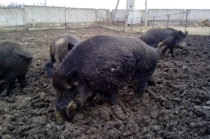 Дикая свинья поросная- фото № 2