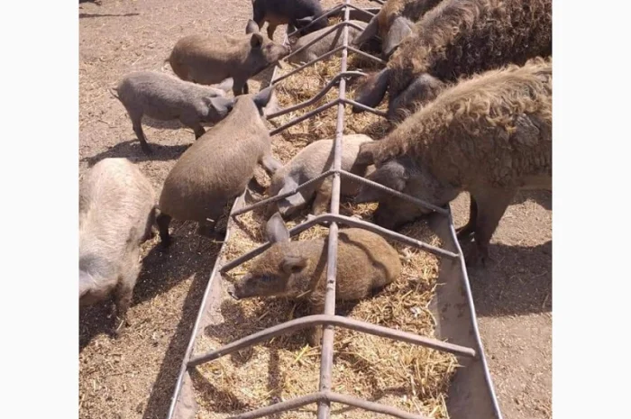 Продам свиноматок мангалиці угорської- фото № 1