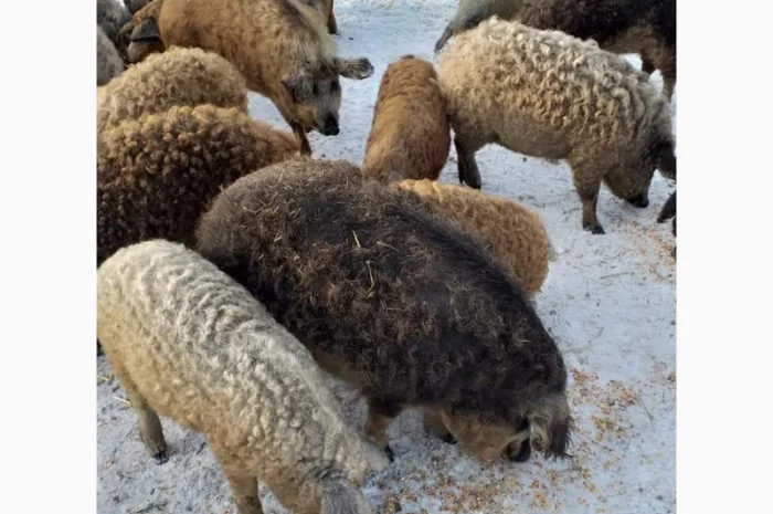 Продам свиноматок мангалиці угорської- фото № 3