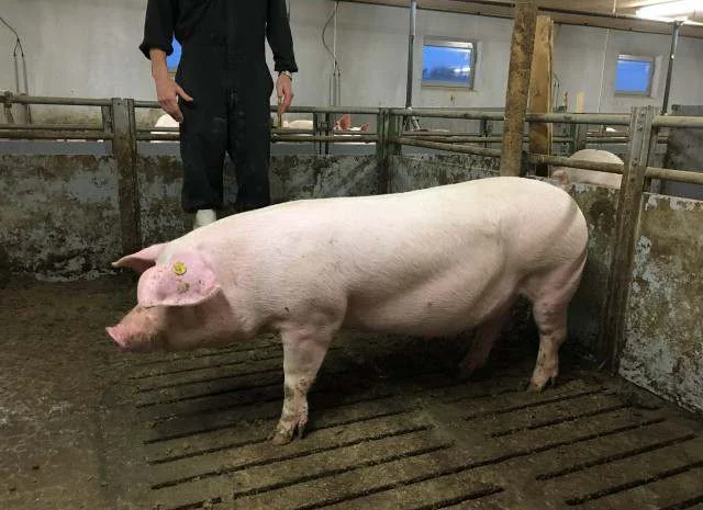 Продаж рем свинок F-1- фото № 1