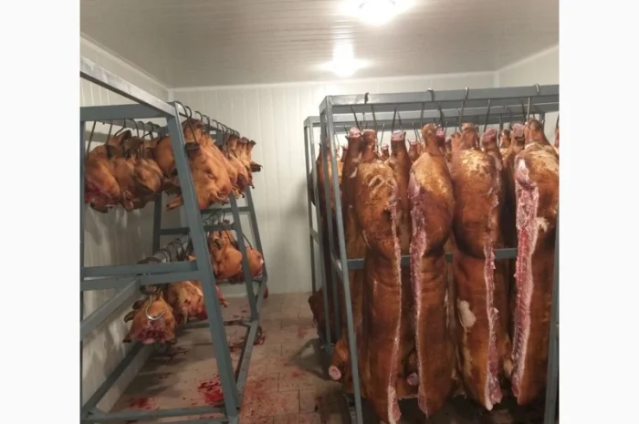 Закупаем свиней оптом- фото № 2