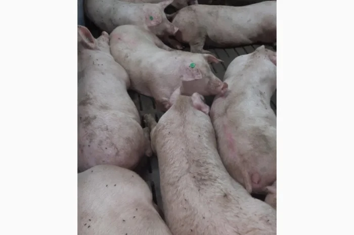 Продажа свиней мясного направления весом 110-125 кг- фото № 1