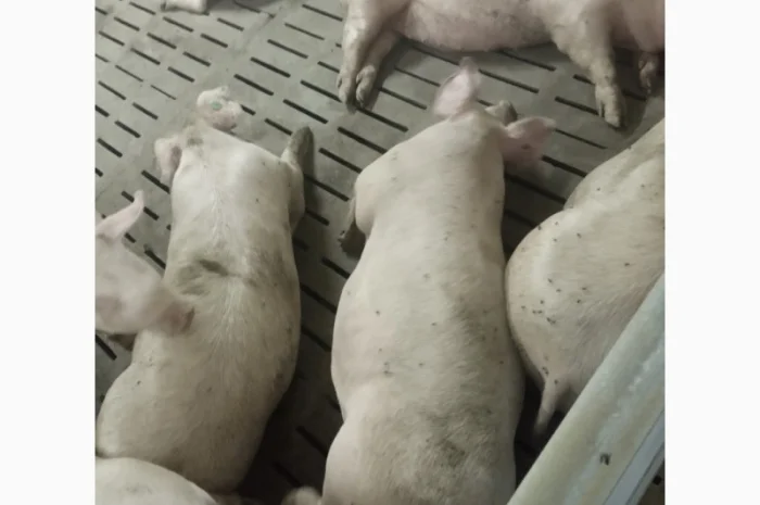 Продажа свиней мясного направления весом 110-125 кг- фото № 2