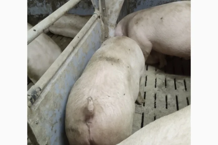 Продажа свиней мясного направления весом 110-125 кг- фото № 3