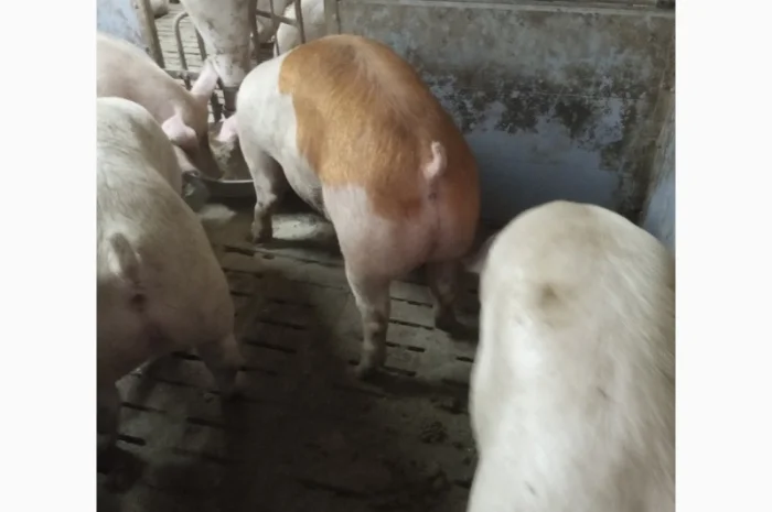 Продажа свиней мясного направления весом 110-125 кг- фото № 5