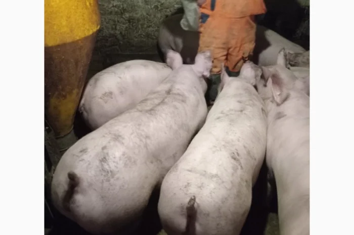 Закупка свиней и свиноматок на мясо живым весом- фото № 2