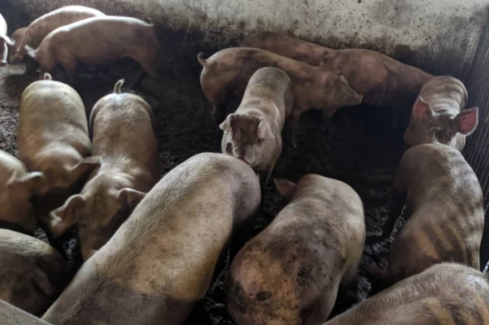 Продаются беконные свиньи живым весом- фото № 1