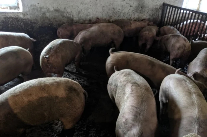 Продаются беконные свиньи живым весом- фото № 2