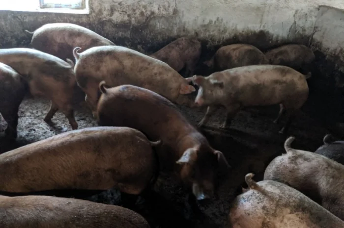 Продаются беконные свиньи живым весом- фото № 4