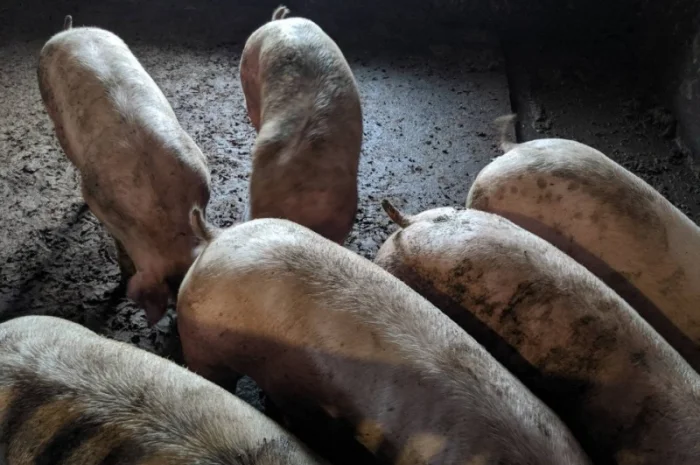 Продаются беконные свиньи живым весом- фото № 5