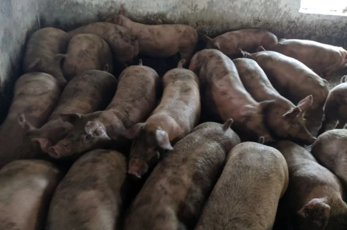 Продаются беконные свиньи живым весом- фото № 6