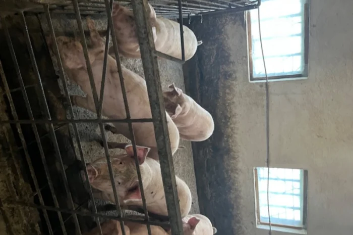 Продаж свиней вагою від 80 до 110 кг- фото № 14