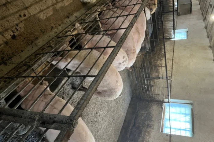 Продаж свиней вагою від 80 до 110 кг- фото № 13