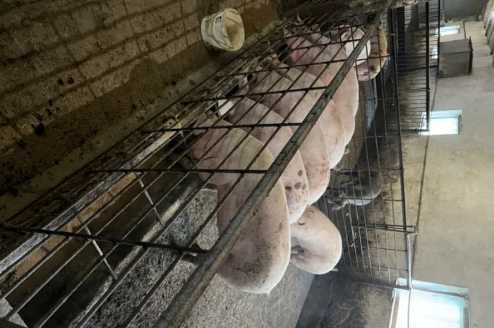 Продаж свиней вагою від 80 до 110 кг- фото № 12