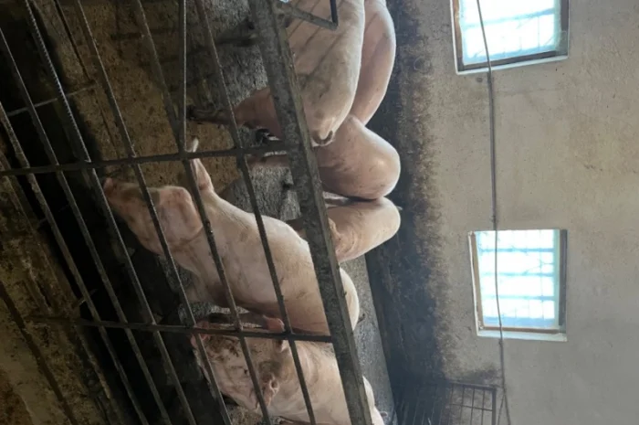 Продаж свиней вагою від 80 до 110 кг- фото № 2