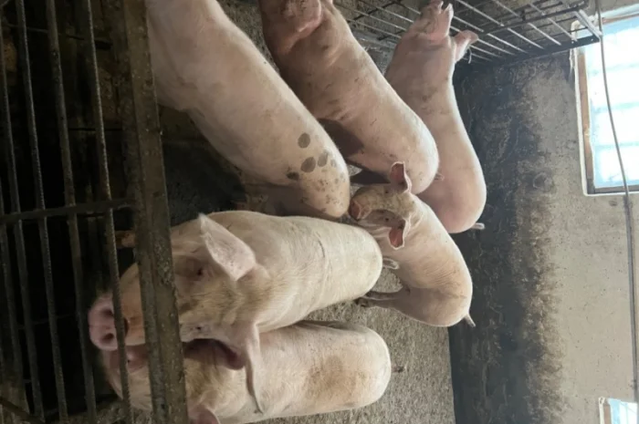 Продаж свиней вагою від 80 до 110 кг- фото № 11