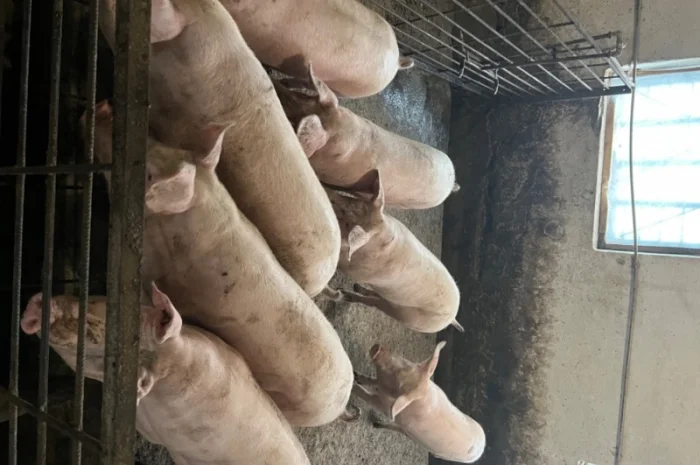 Продаж свиней вагою від 80 до 110 кг- фото № 10