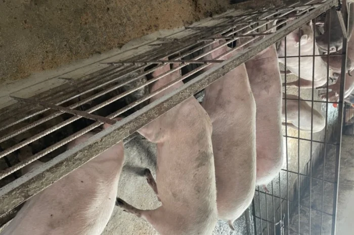 Продаж свиней вагою від 80 до 110 кг- фото № 1