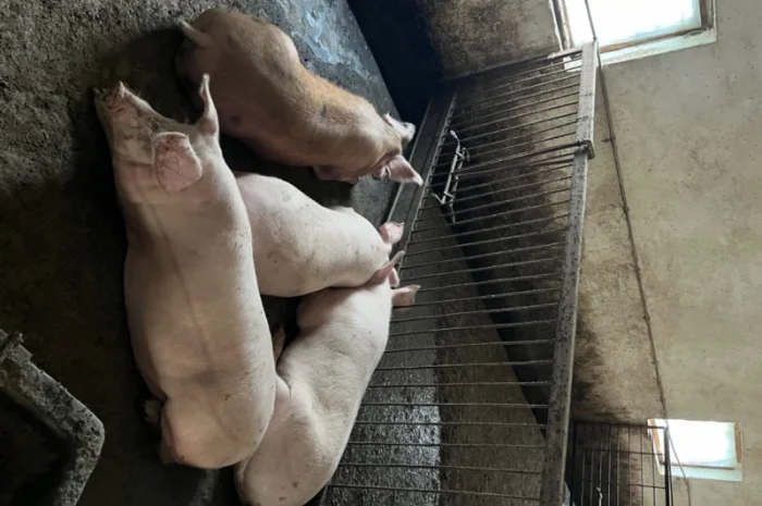 Продаж свиней вагою від 80 до 110 кг- фото № 9