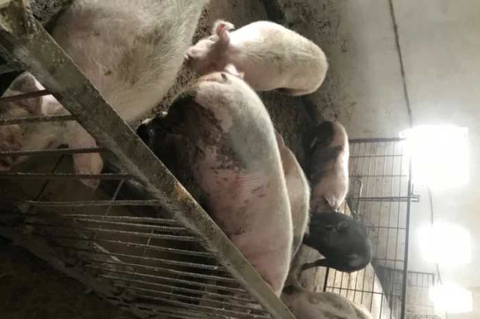 Продаж свиней вагою від 80 до 110 кг- фото № 8