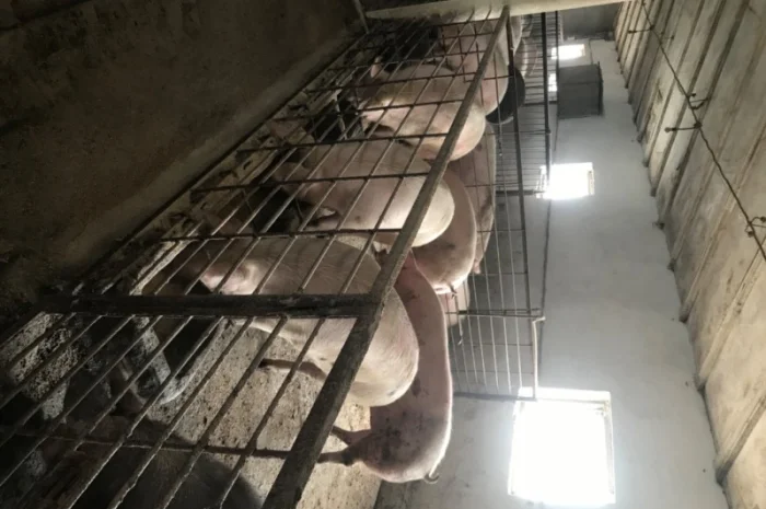 Продаж свиней вагою від 80 до 110 кг- фото № 7