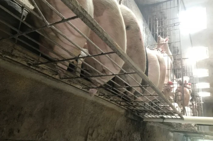 Продаж свиней вагою від 80 до 110 кг- фото № 6