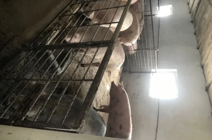 Продаж свиней вагою від 80 до 110 кг- фото № 5