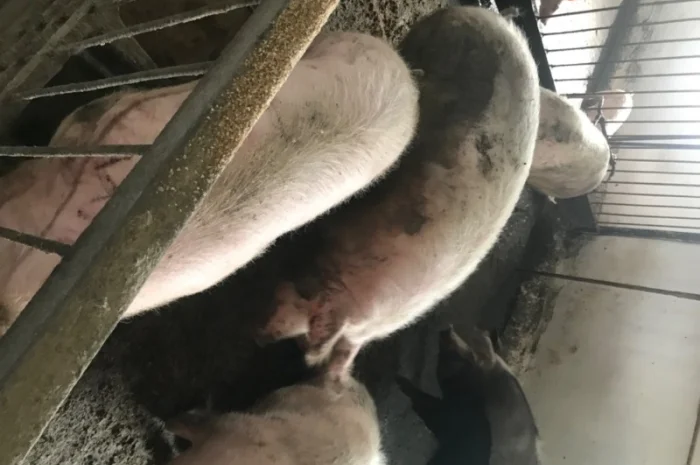 Продаж свиней вагою від 80 до 110 кг- фото № 4