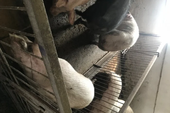 Продаж свиней вагою від 80 до 110 кг- фото № 3