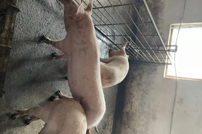 Продаж свиней вагою від 80 до 110 кг- фото № 18