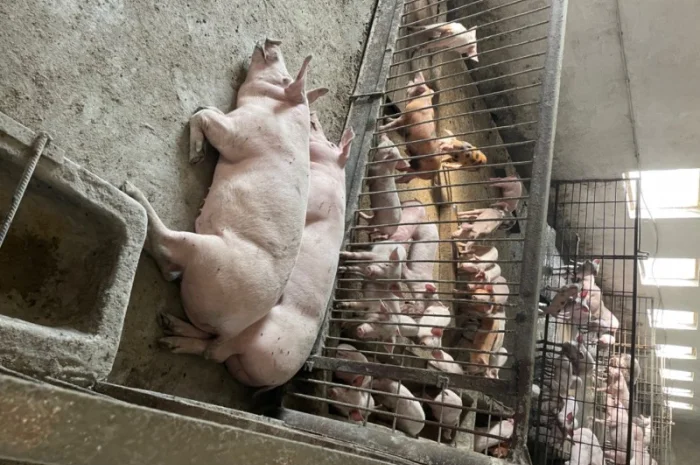 Продаж свиней вагою від 80 до 110 кг- фото № 17