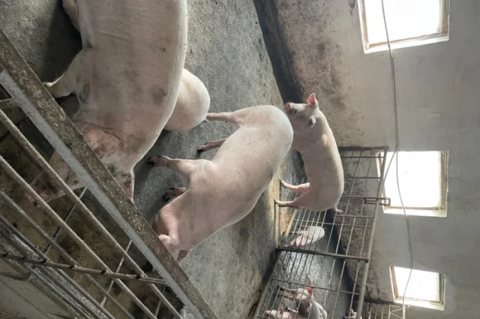 Продаж свиней вагою від 80 до 110 кг- фото № 16