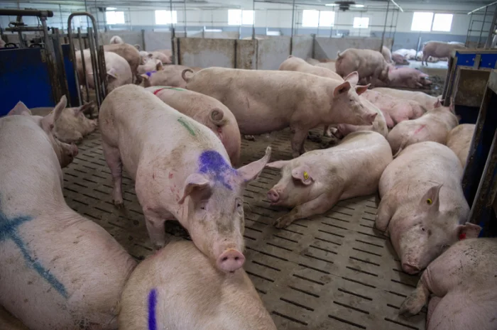 Закупаем свиней и ВРХ в Харькове- фото № 1