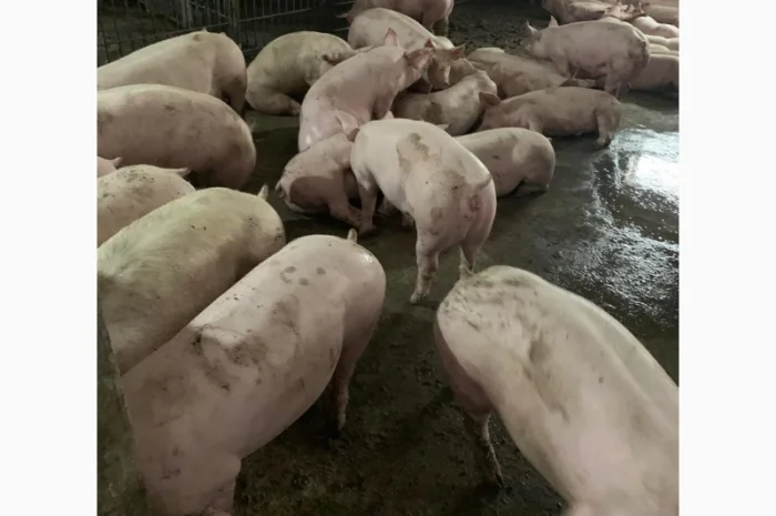 Куплю свиней живым весом от 30 голов любых категорий- фото № 1