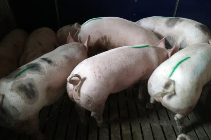 Продажа свиней беконного направления всех весовых категорий- фото № 1