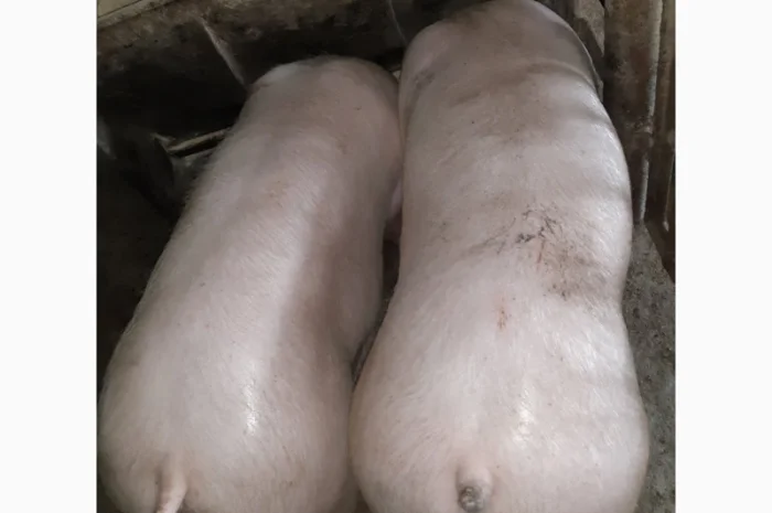 Куплю свиней живою вагою від 40 голів- фото № 1