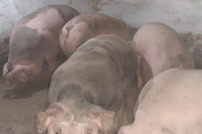 Продам свиней живою вагою- фото № 1