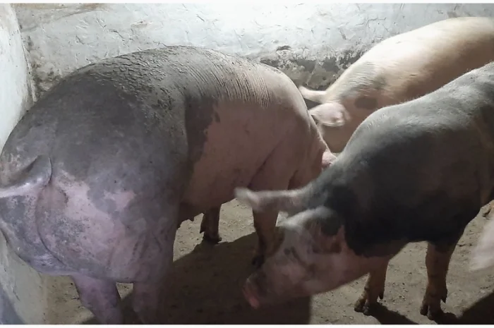 Продам свиней живою вагою- фото № 2