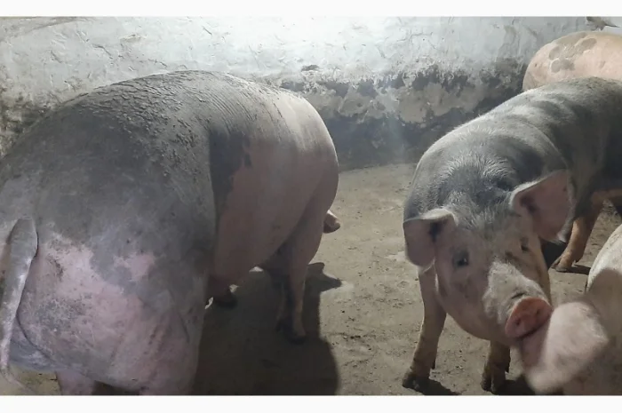 Продам свиней живою вагою- фото № 3