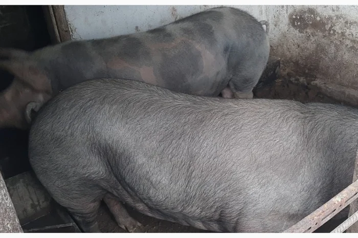 Продам свиней живою вагою- фото № 4