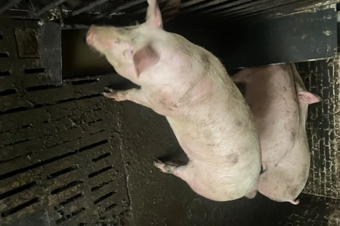 Свині відгодівля- фото № 1