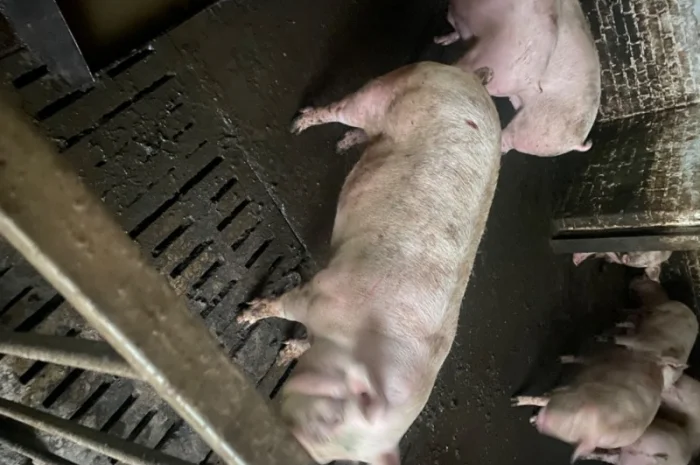 Свині відгодівля- фото № 2