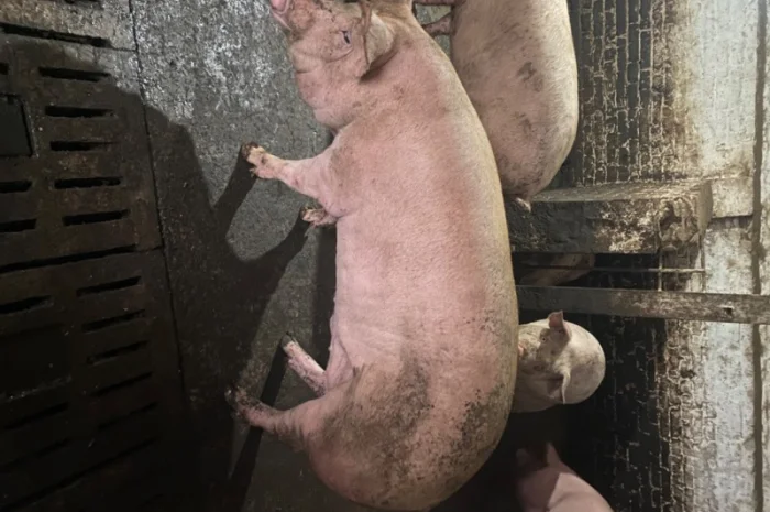 Свині відгодівля- фото № 3