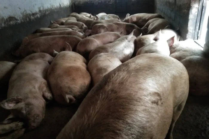 Продаются свиньи живым весом 150-200+ кг- фото № 1