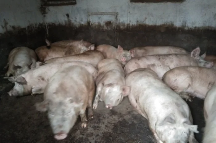 Продам свиней- фото № 1
