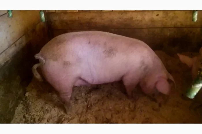 Продам свиней- фото № 1