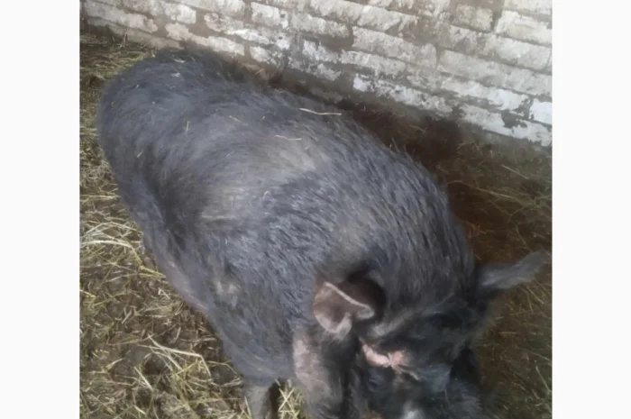 Продам свиней- фото № 3