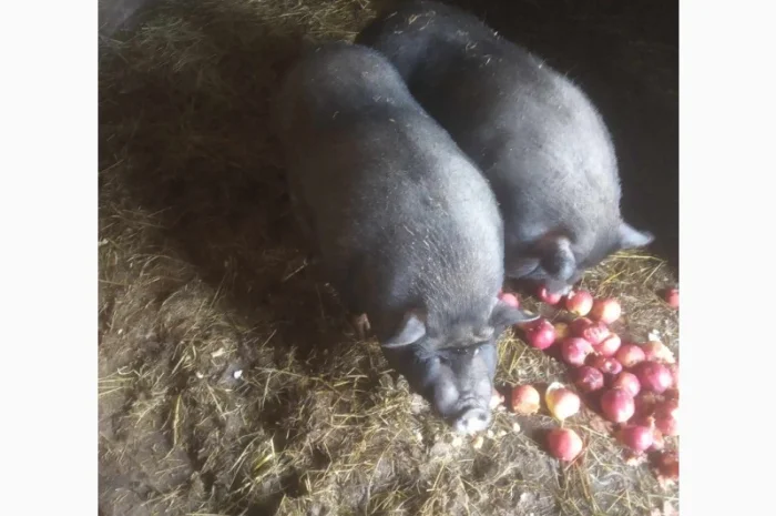 Продам свиней- фото № 4