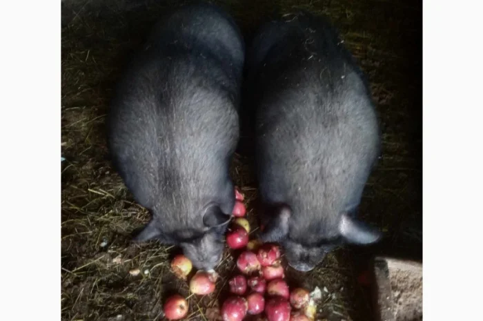 Продам свиней- фото № 6